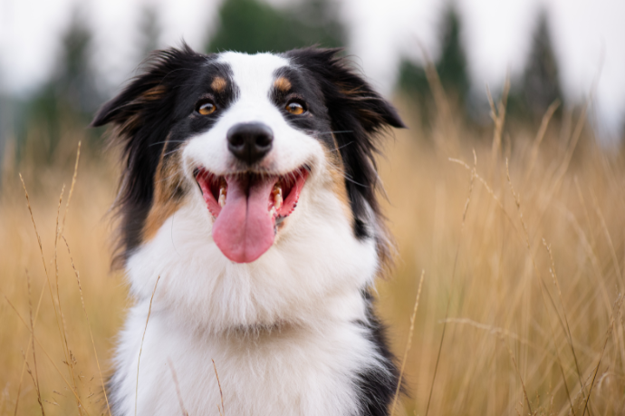 Are Dog Bites Covered by Homeowners Insurance in California